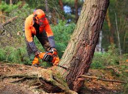 Best Fruit Tree Pruning  in Westhampton, NY