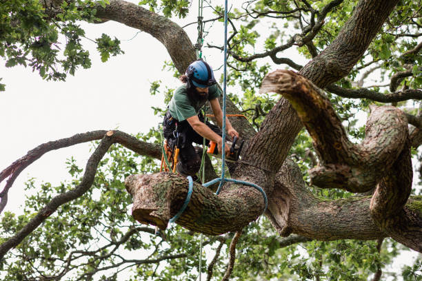 Best Tree and Shrub Care  in Westhampton, NY