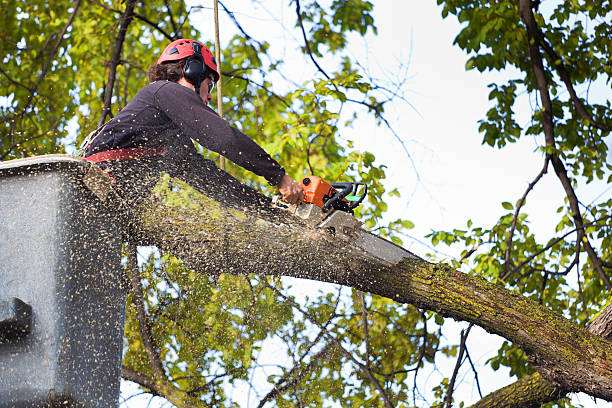 Best Tree Preservation Services  in Westhampton, NY