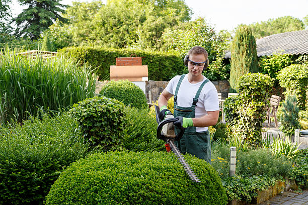 Reliable Westhampton, NY Tree Services Solutions